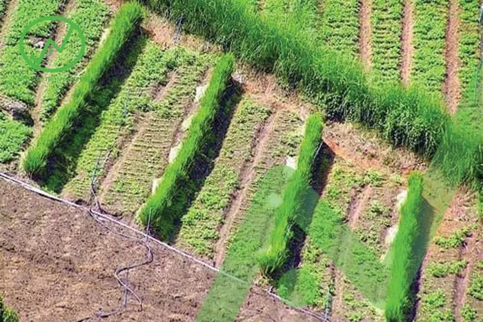 Hệ thống rễ cây và thảm thực vật giúp chống xói mòn đất hiệu quả