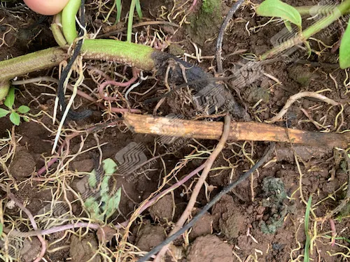 Biểu hiện nấm Diaporthe destruens tấn công trên thân khoai lang sát mặt đất