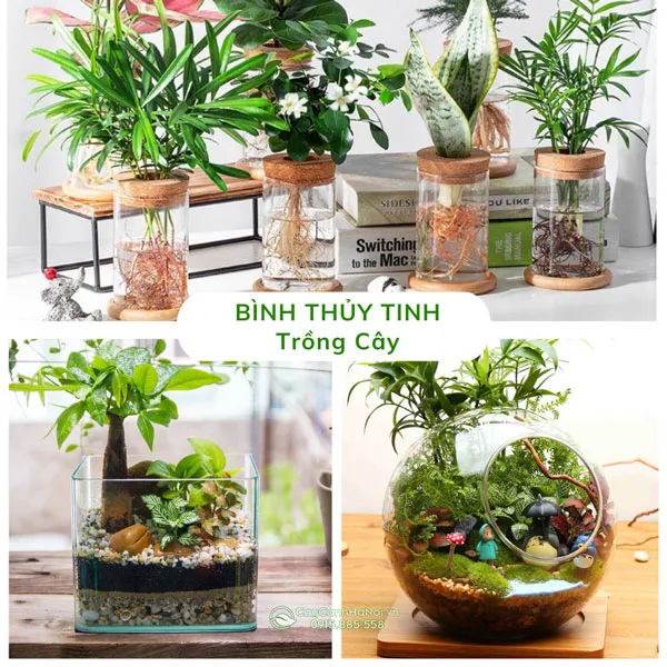 Bình thủy tinh trồng cây cảnh