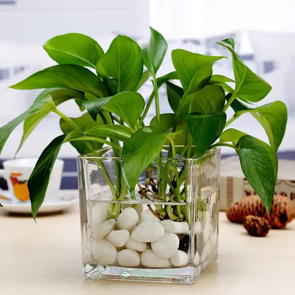 Bình thủy tinh trồng cây trầu bà