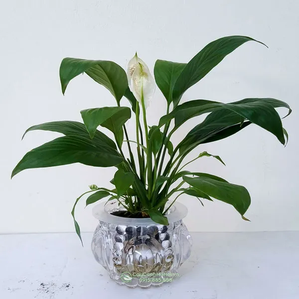 bình trồng cây thuỷ sinh