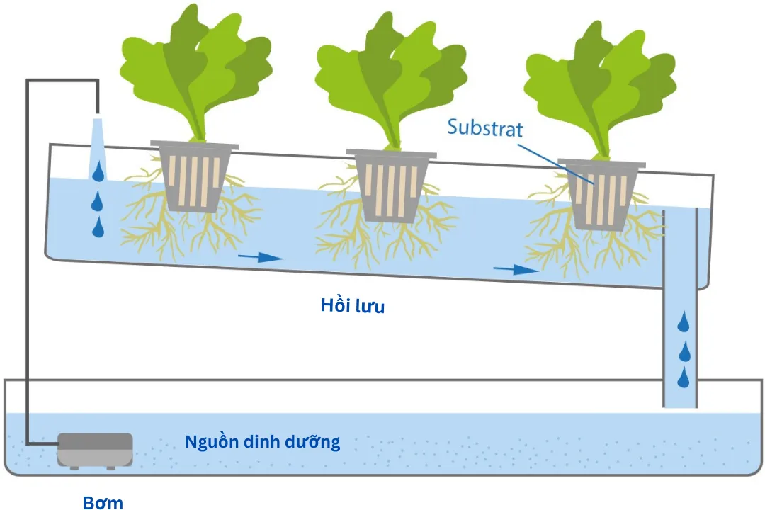 Hệ thống thủy canh màng dinh dưỡng NFT với dòng dung dịch chảy liên tục qua rễ cây