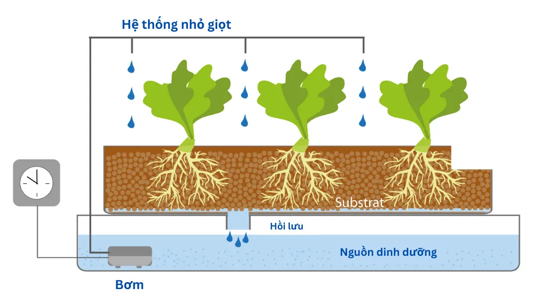 Hệ thống thủy canh nhỏ giọt với dung dịch được bơm lên và nhỏ giọt vào gốc cây