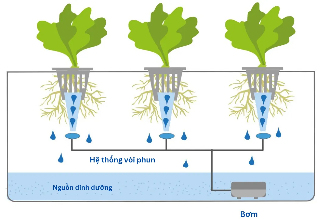 Hệ thống khí canh với rễ cây treo lơ lửng được phun sương dinh dưỡng định kỳ