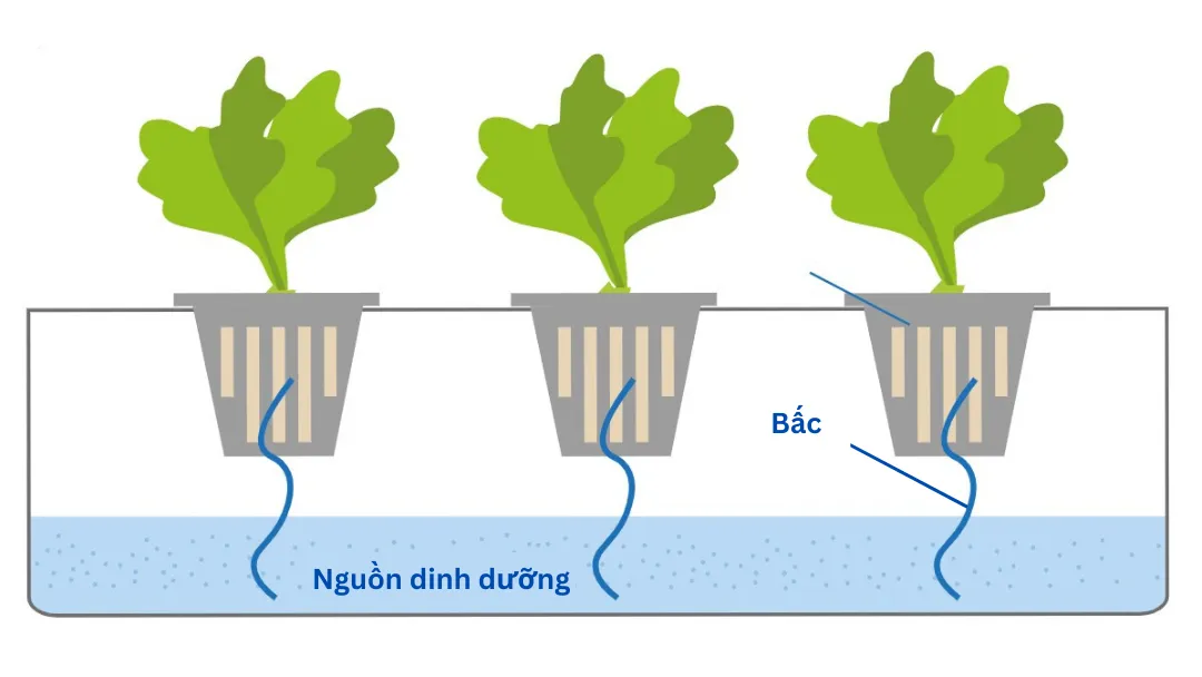 Hệ thống thủy canh dạng bấc với sợi bấc hút dung dịch dinh dưỡng lên nuôi cây