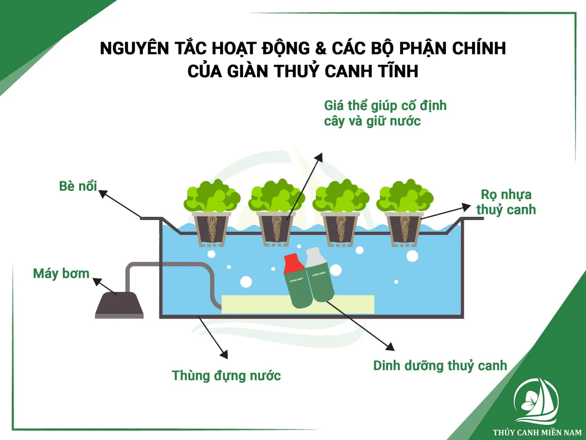 Kĩ thuật trồng rau thủy canh tĩnh và ưu nhược điểm bạn cần biết