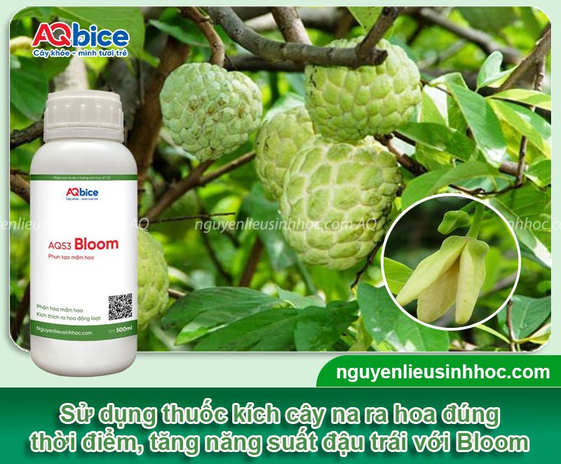 Cây Na Ra Hoa Vào Tháng Mấy: Kỹ Thuật Canh Tác Hiệu Quả Từ AQ Bice