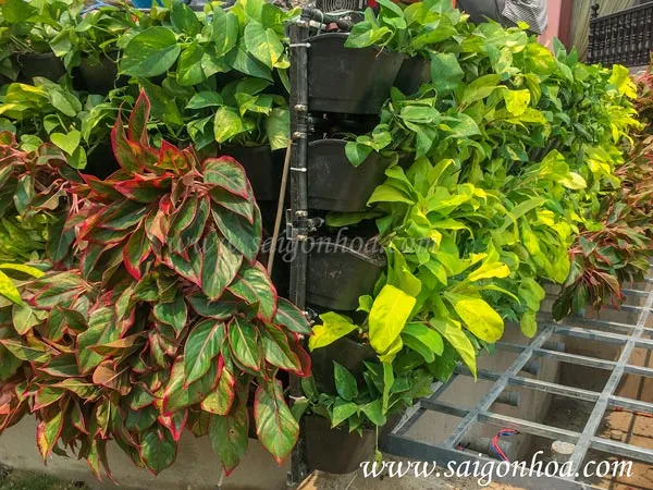 Tường cây sân thượng