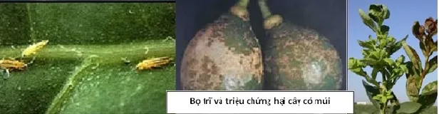 Dấu hiệu quả bị bọ trĩ gây hại