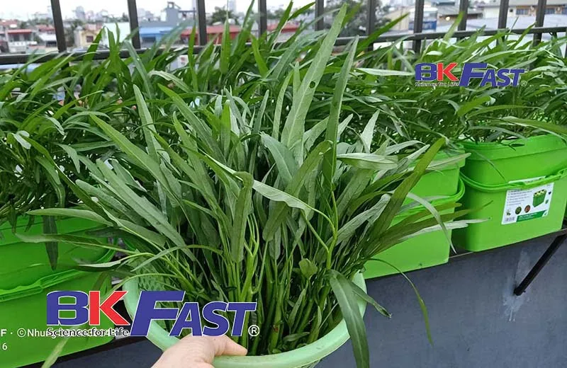 Bộ trồng cây thủy canh BKFAST ở ban công