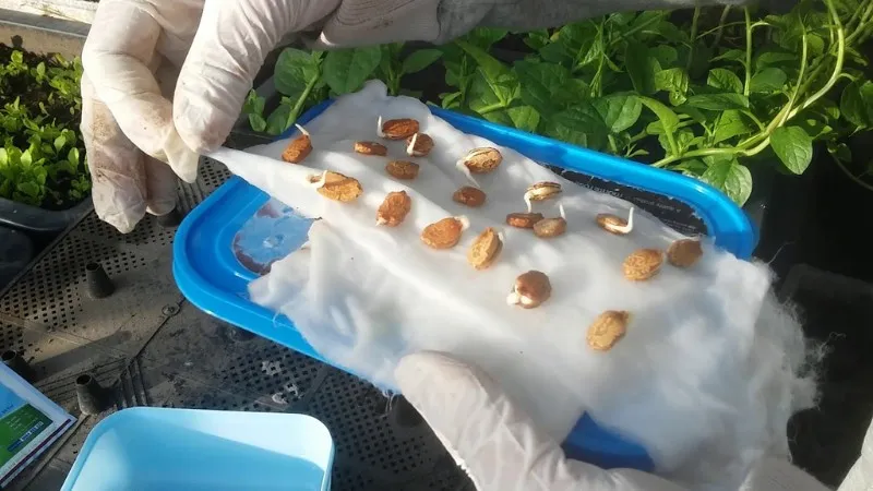 Ngâm ủ hạt giống trước khi gieo trồng trong chậu đất