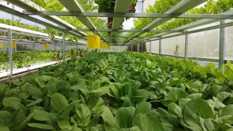 Nhiệt độ vườn rau không phù hợp với đặc tính của cây trồng