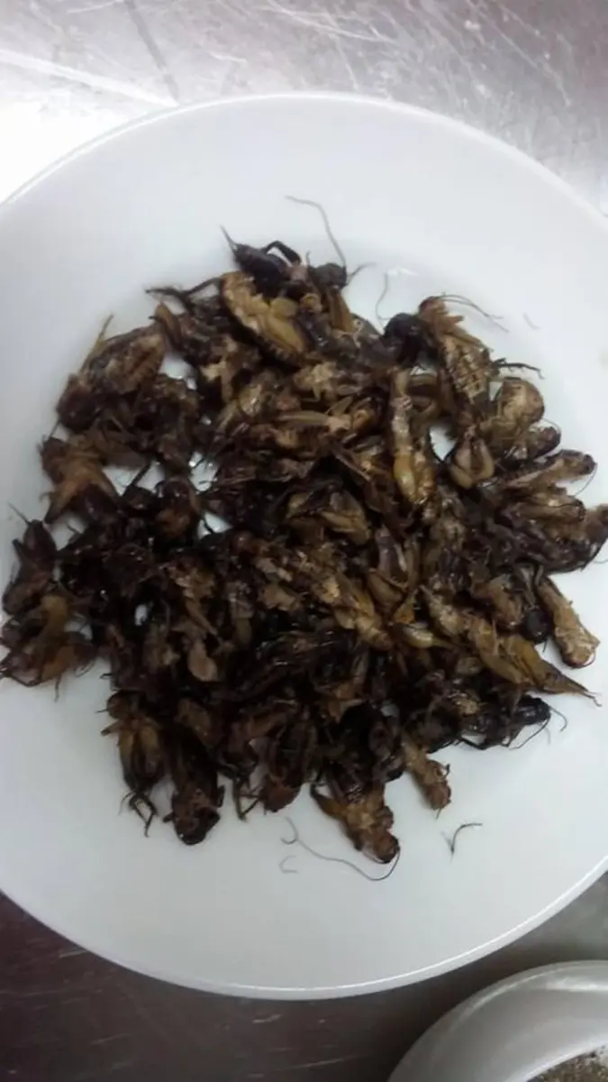 bọ xít rang lá chanh tại quán côn trùng ở hà nội