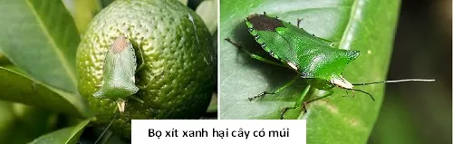 Bọ xít xanh trên quả cam
