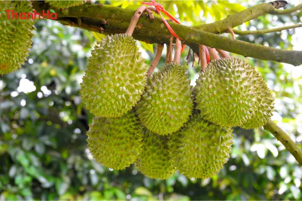 Rau màu xanh tốt nhờ bón kali đúng liều