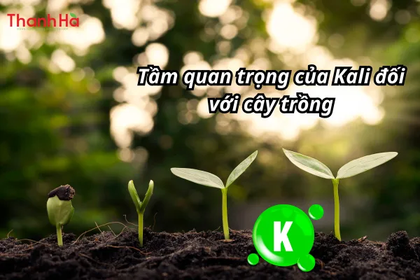 Lỗ khí cây trồng mở đóng nhờ kali điều hòa
