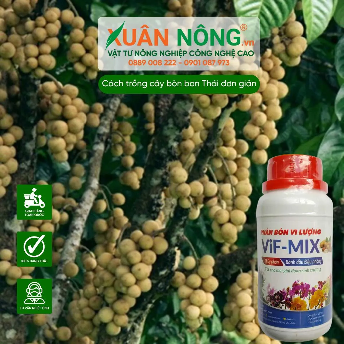 Bón phân đúng liều lượng giúp cây bòn bon Thái ra quả sai trĩu cành