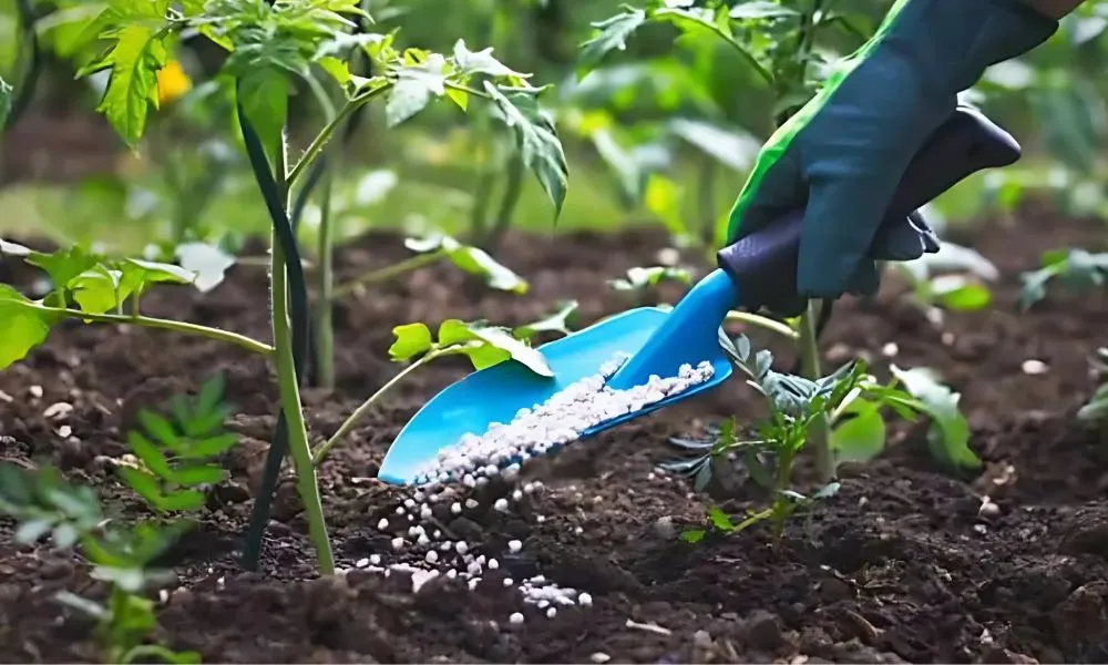 Bón phân cho cây mới trồng