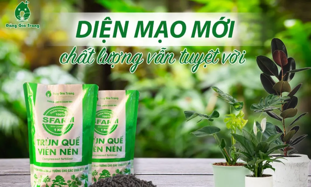 Bón phân cho cây tiêu mới trồng