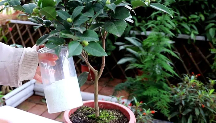 Bổ sung phân bón định kỳ giúp cây hoa trà ra hoa rực rỡ
