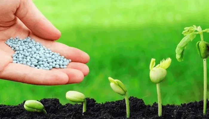 Bón phân đúng liều lượng giúp quả lê ki ma to và ngọt bùi