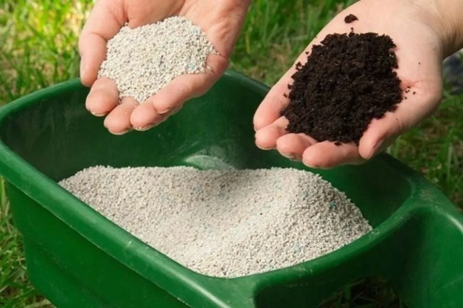 Bổ sung phân bón cho cây xương rồng