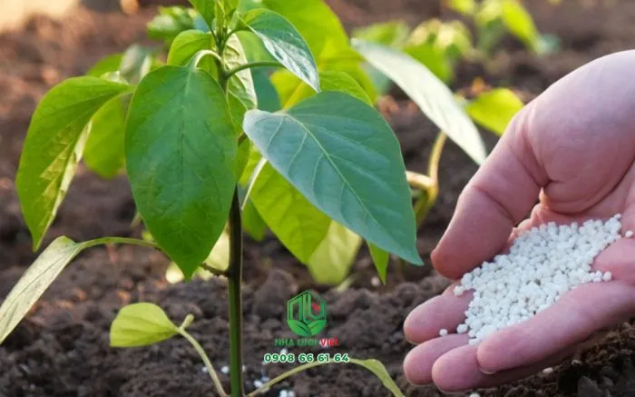 Cây ớt con non nớt cần được bón phân NPK có hàm lượng đạm cao để phát triển khỏe mạnh