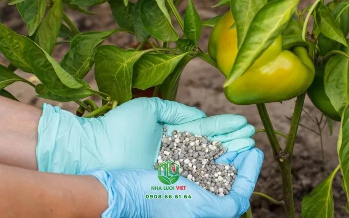 Cây ớt đang nuôi quả, cần bón phân NPK hàm lượng Kali cao để quả phát triển tốt