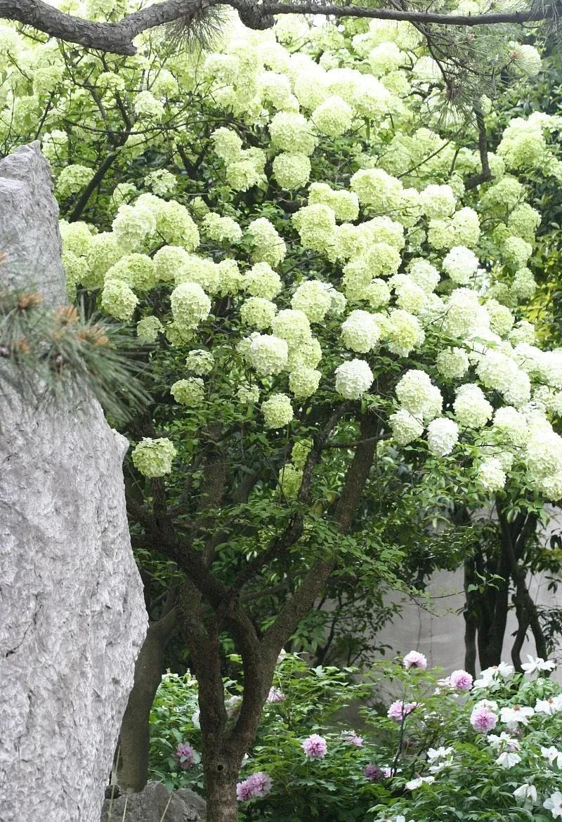 Cây cảnh trước nhà mang lại sự sung túc