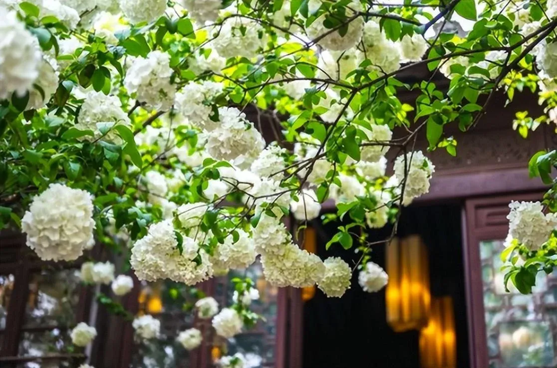 Cây Bóng Tuyết khi đạt độ trưởng thành sẽ tạo nên một bức tường hoa lộng lẫy.