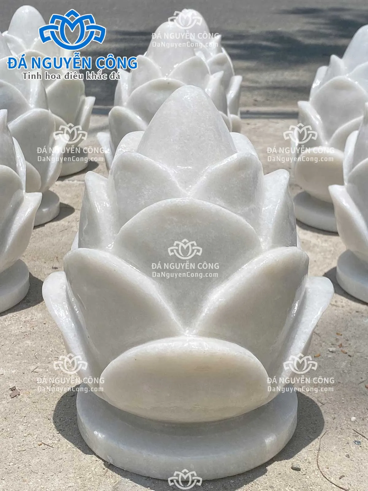 búp sen đá cao 27