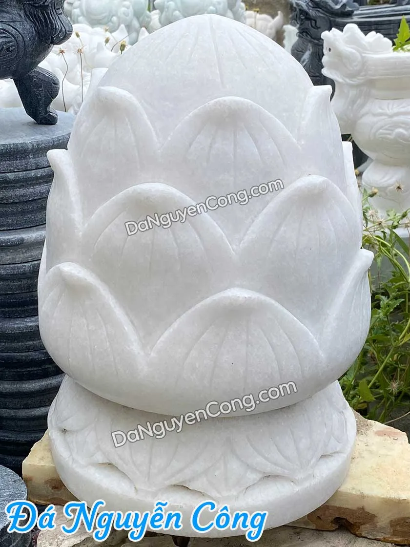 búp sen đá trắng cao 40