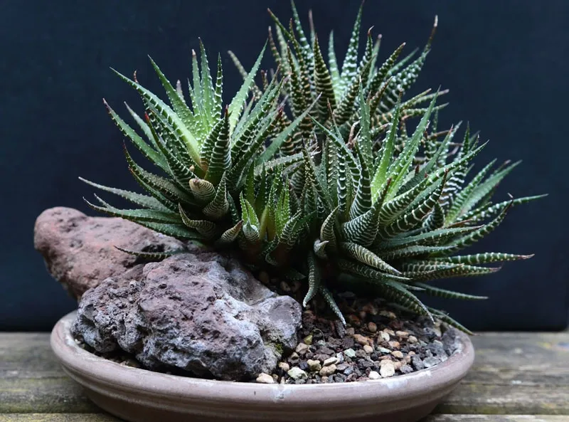 Sen đá móng rồng với đường vân đặc trưng