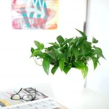 Giống như những cây cảnh để trong nhà khác, trầu bà có thể sinh trưởng tốt dù không được chăm sóc cẩn thận.