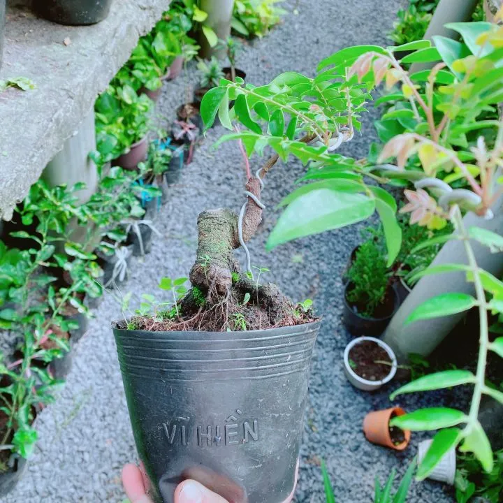 Cây khế bon sai đẹp - Tác phẩm nghệ thuật đòi hỏi sự kiên nhẫn