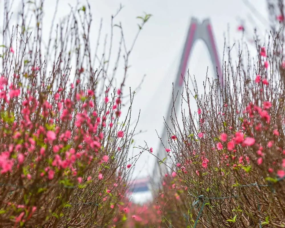 Đào Nhật Tân là một giống đào nổi tiếng ở Hà Nội