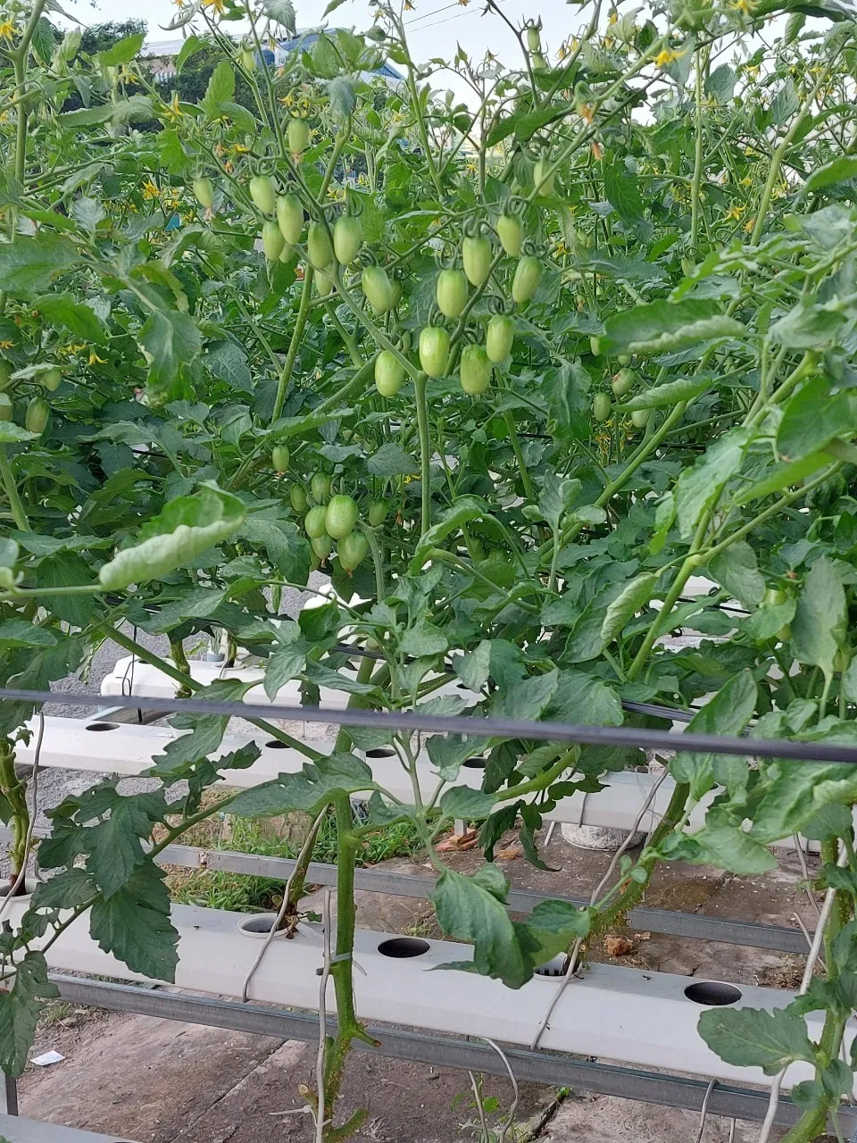 cà chua bi trồng thủy canh