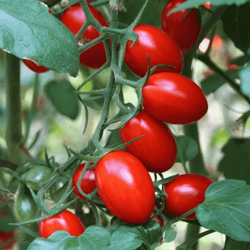 Cành cà chua bi chín đỏ mọng được trồng trong chậu tại ban công nhà