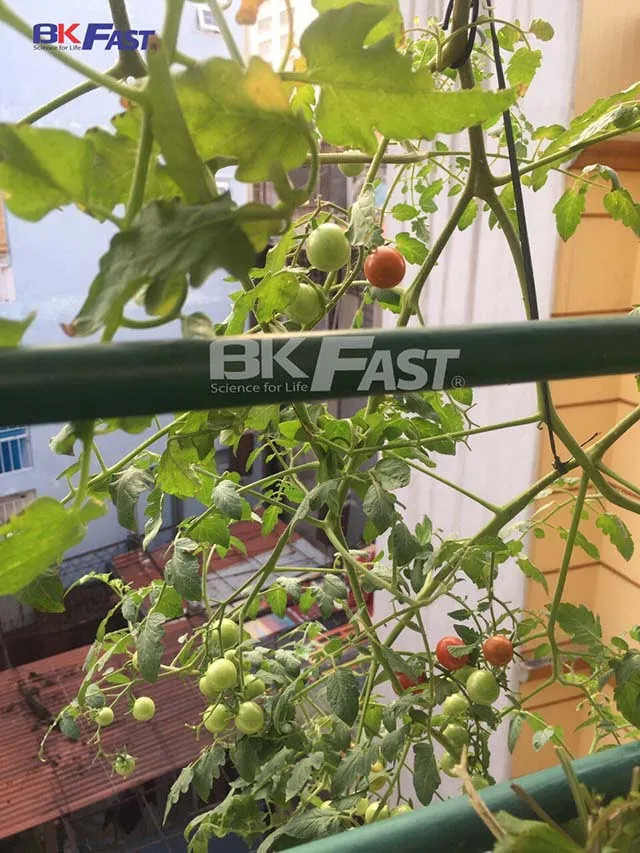 Cà chua trồng theo phương pháp thủy canh- BKFAST