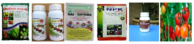 Cánh đồng cà chua được bón phân đúng kỹ thuật cho năng suất vượt trội