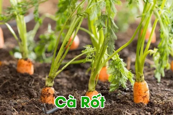 Mùa Thu Trồng Rau Gì ? cà rốt