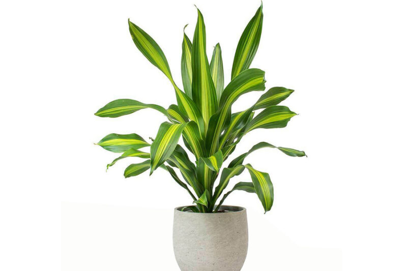 Cách Chăm Sóc Cây Phát Tài Trong Nhà Đúng Chuẩn Để Cây Luôn Xanh Tốt