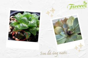 CÁC BỆNH PHỔ BIẾN THƯỜNG GẶP Ở SEN ĐÁ