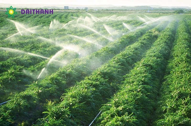 Kỹ thuật tưới nước đúng cách cho cây cảnh