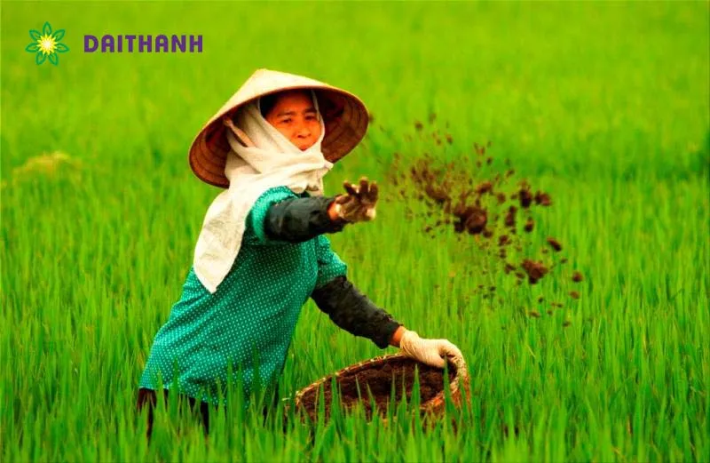 Bón phân hữu cơ định kỳ cho vườn rau sạch