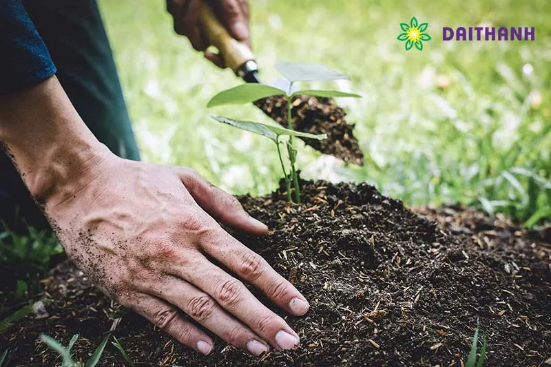 Các giai đoạn phát triển của cây trồng cần lưu ý