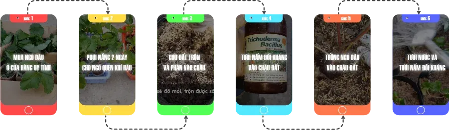 Tóm tắt quy trình trồng dâu tây xứ nóng