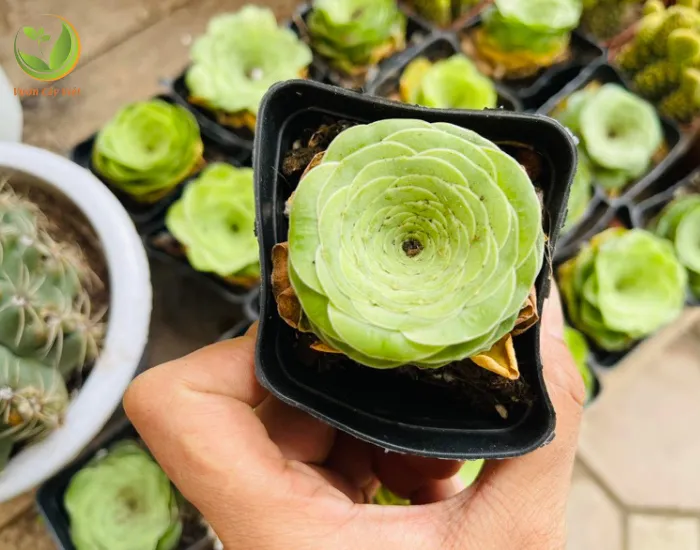 Hướng dẫn trồng sen đá hoa hồng xanh đúng kỹ thuật