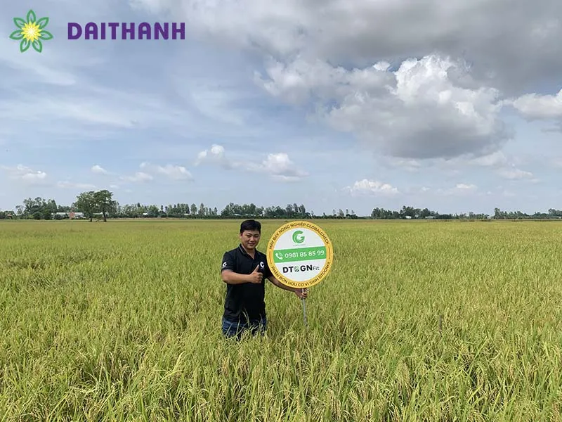 Sử dụng phân bón hữu cơ vi sinh giúp tăng năng suất