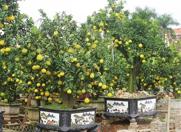 Cây bưởi cảnh nhỏ trồng trong chậu